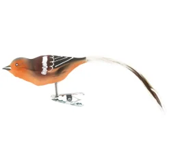 Buchfink Glasvogel.
