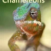Chameleons.