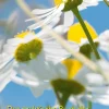 Das praktische Buch der Heilpflanzen.