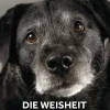 Die Weisheit alter Hunde. Gelassen sein, erkennen, was wirklich zählt. Was wir von grauen Schnauzen über das Leben lernen können.