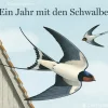 Ein Jahr mit den Schwalben.