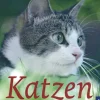 Katzen richtig halten und Probleme lösen