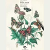Malbuch »Naturgeschichte«.