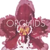Orchids. From the Archives of the Royal Horticultural Society.