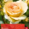 Rosen. Die schönsten Sorten und ihre Pflege.