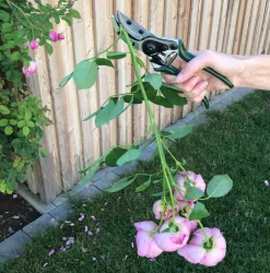 Schere für Rosen.