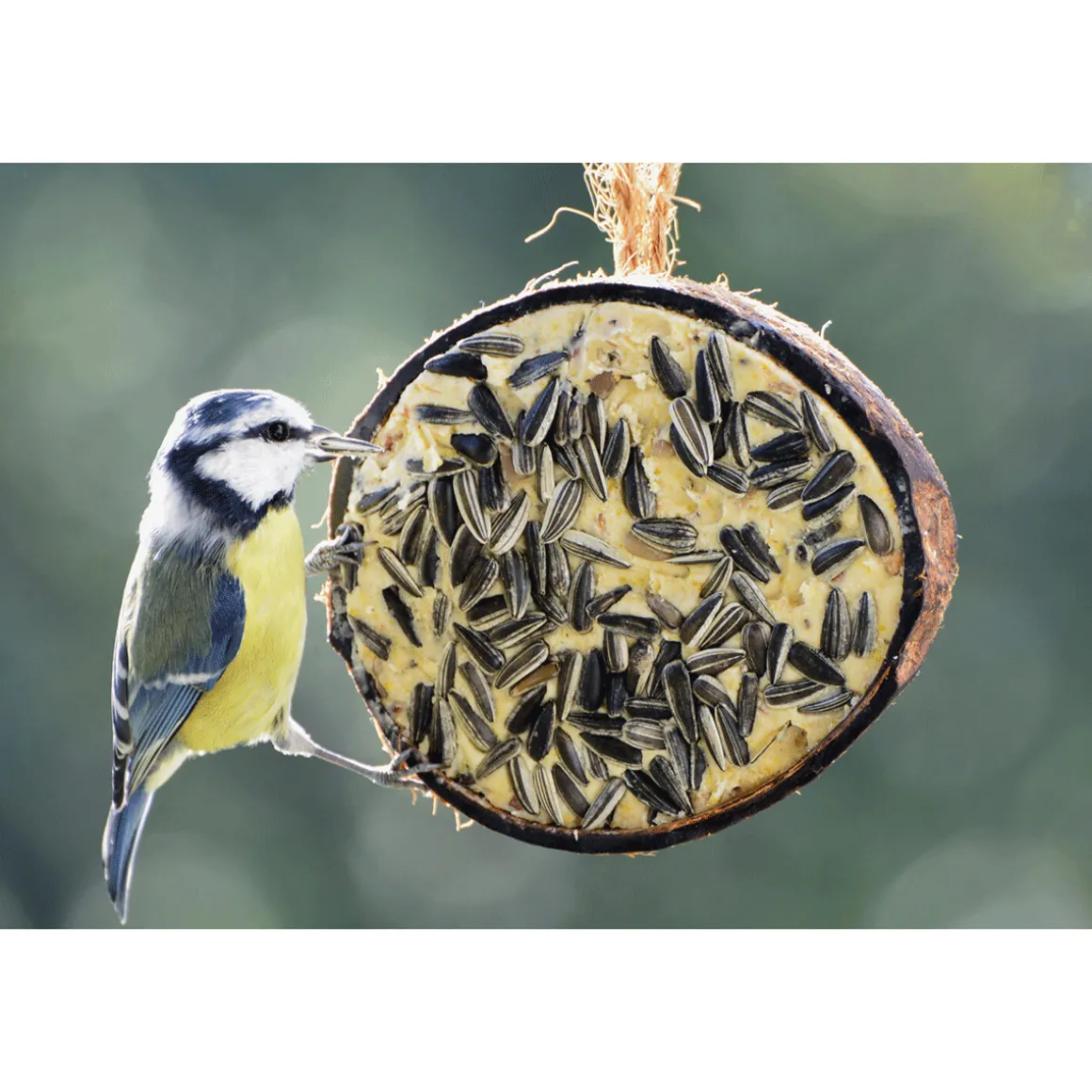 Vogelfutter, gefüllte 1/2 Kokosnuss, 10er Set