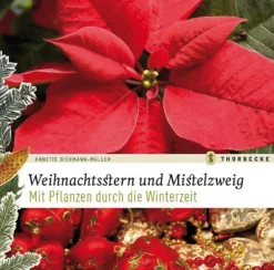 Weihnachtsstern und Mistelzweig.