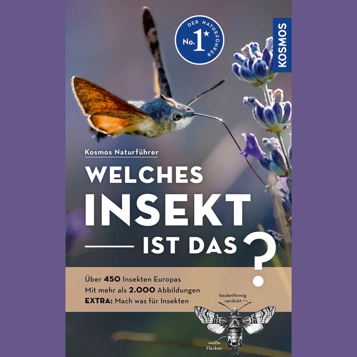 Welches Insekt ist das?